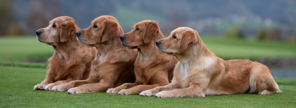 Unsere Hunde (04.11.2022)