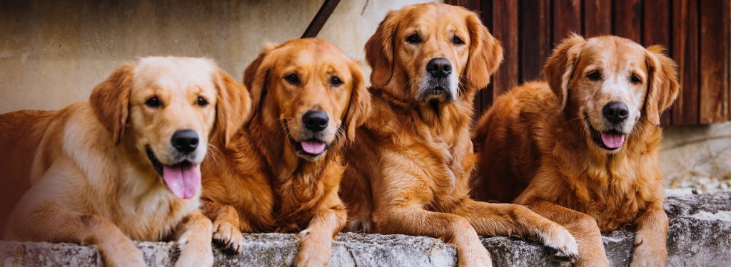 Unsere Hunde (12.10.2022)