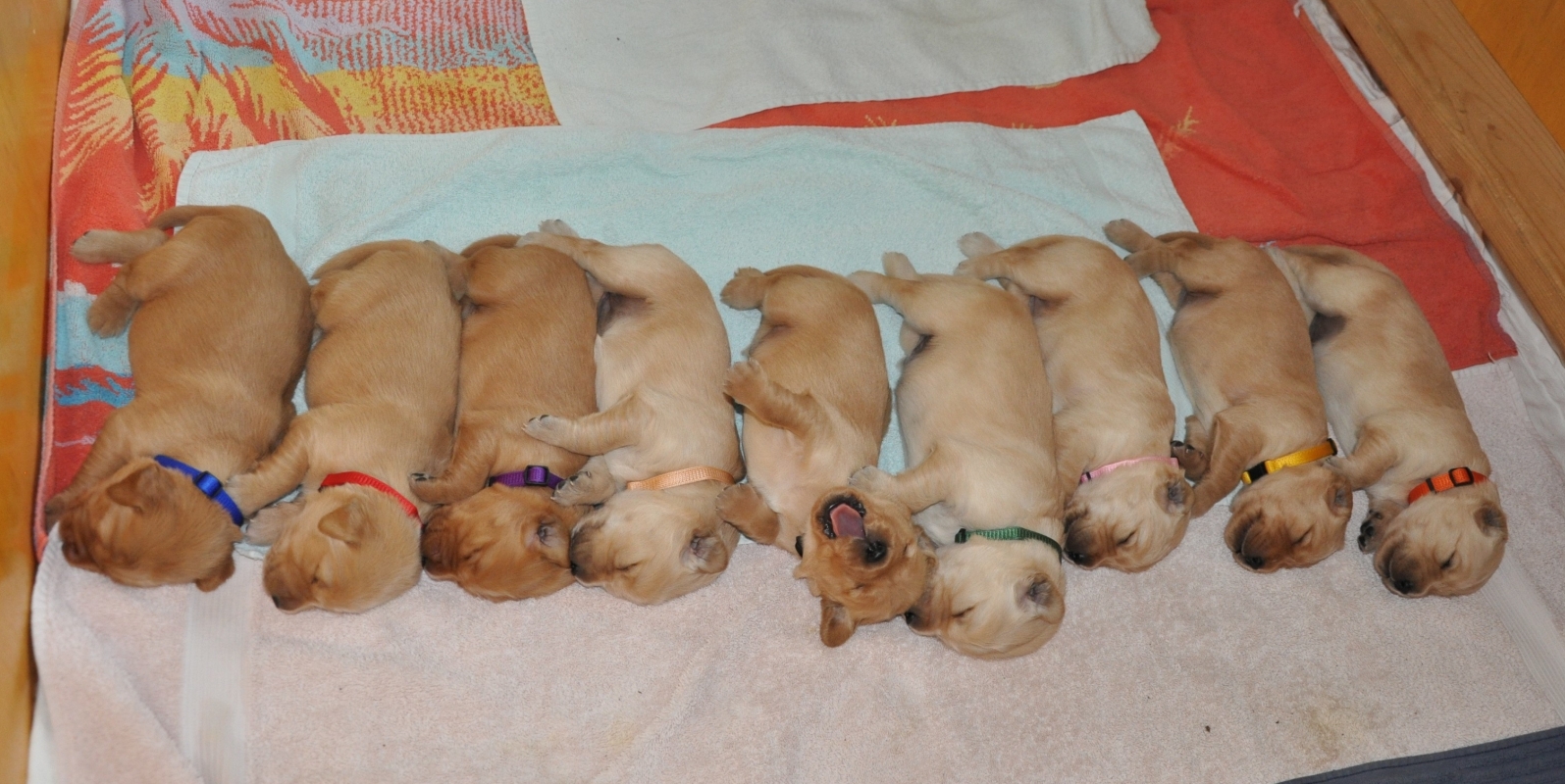 A-Wurf Welpen (Avalon (Cheyenne), Aileen, Arrow, Aurora, Ayuk (Yaro), Aron (Nanouk), Ayla, Amari (Cia) und Ayana (v.l.n.r.))