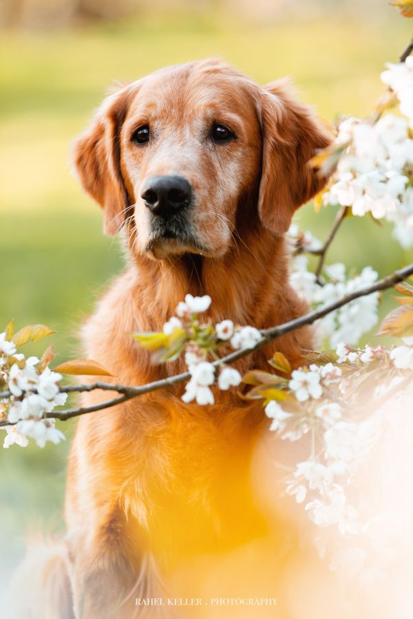 Aileen Golden Harmony vom Rebhügel