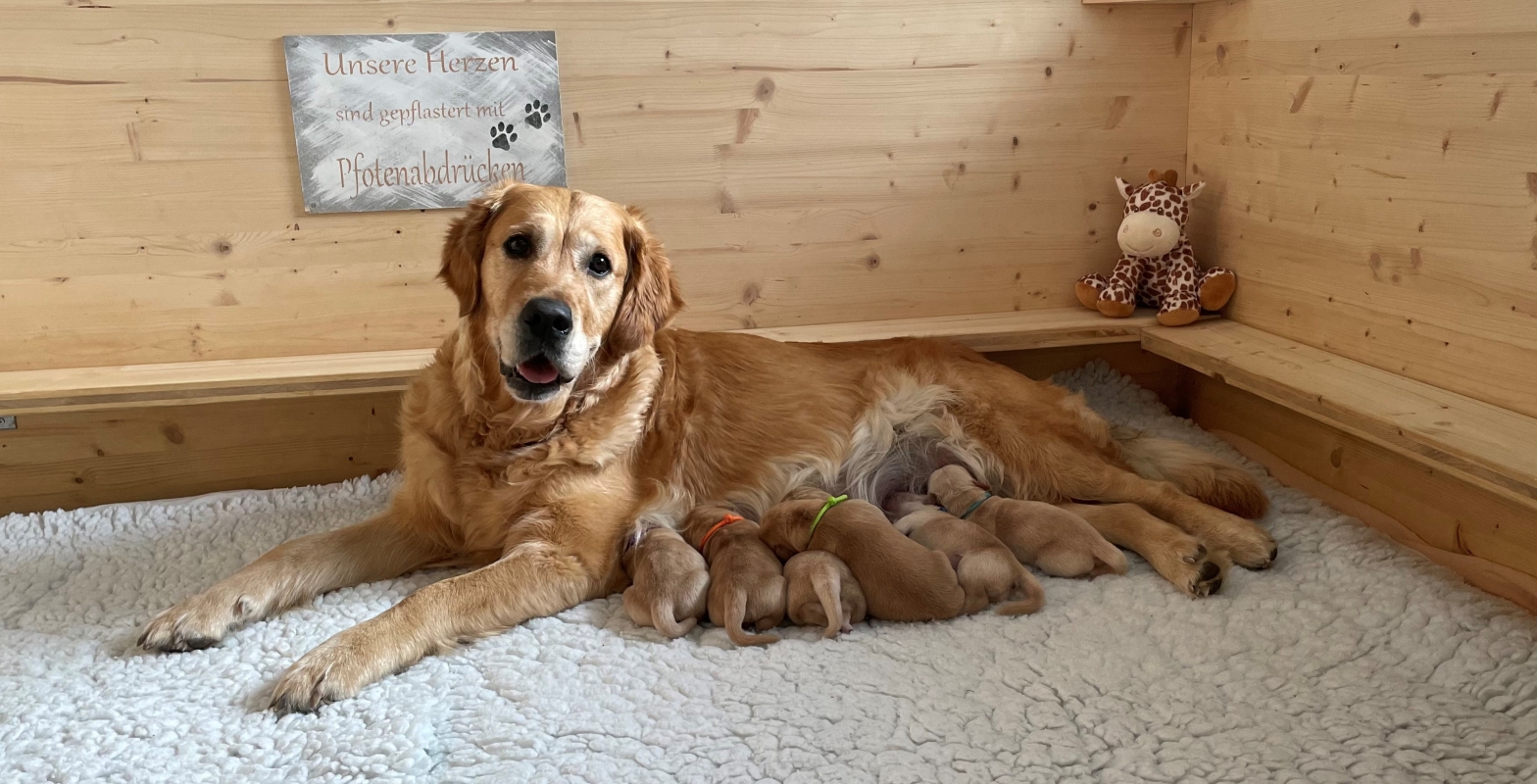 Csilla mit ihren Welpen vom J-Wurf