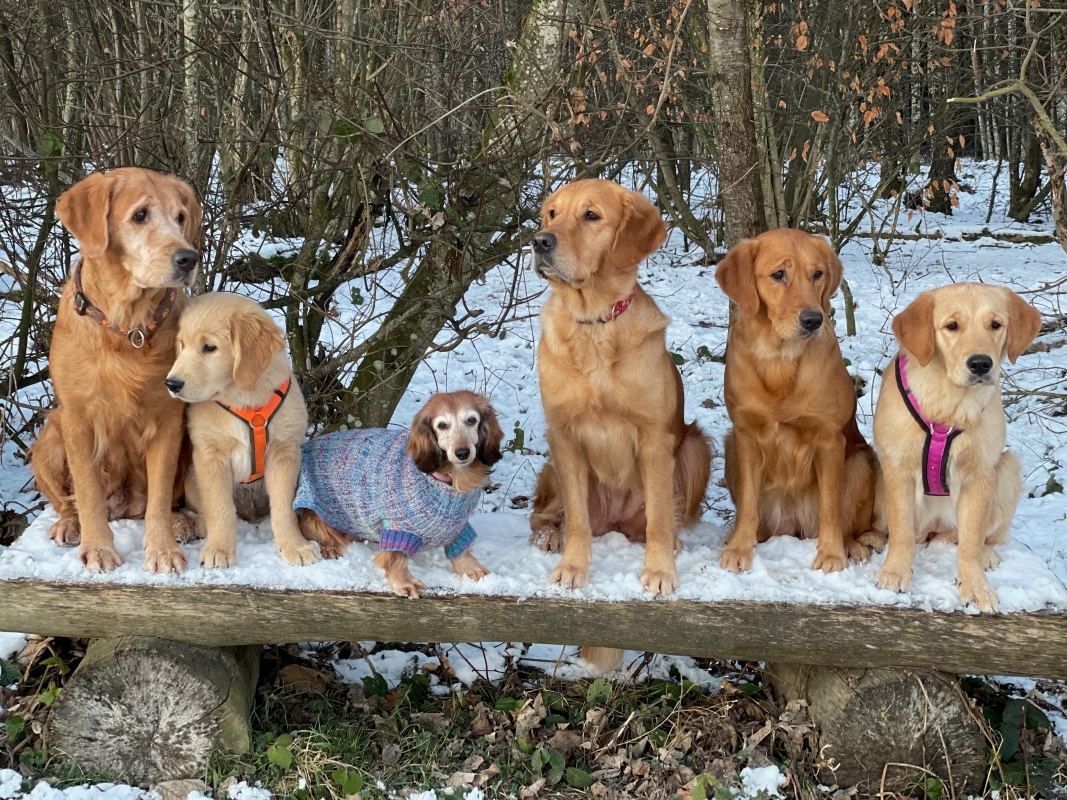 Das Rudel am 17. Januar 2022