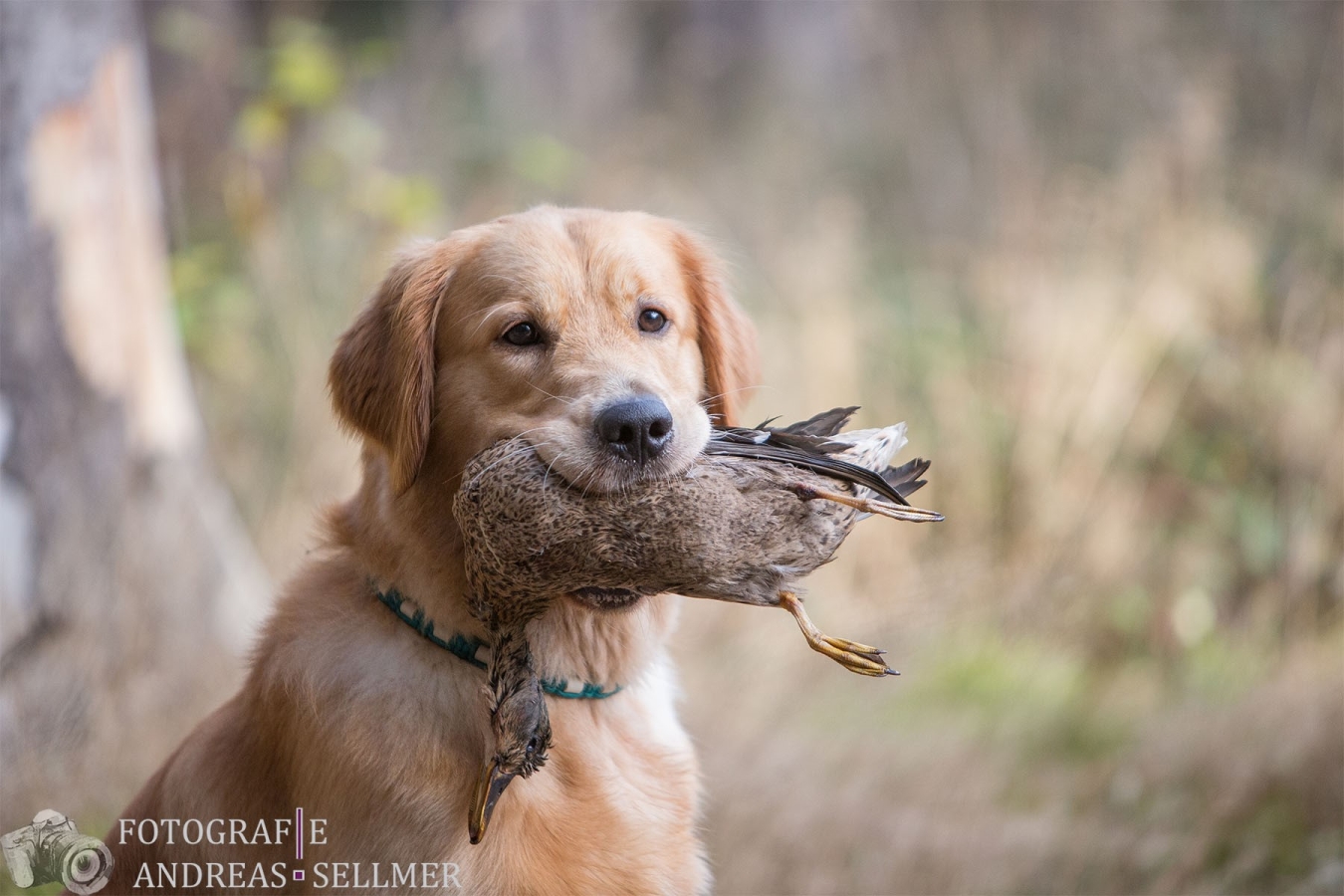 "Giglio" Melrose Flair Go with the Wind Golden Spirit