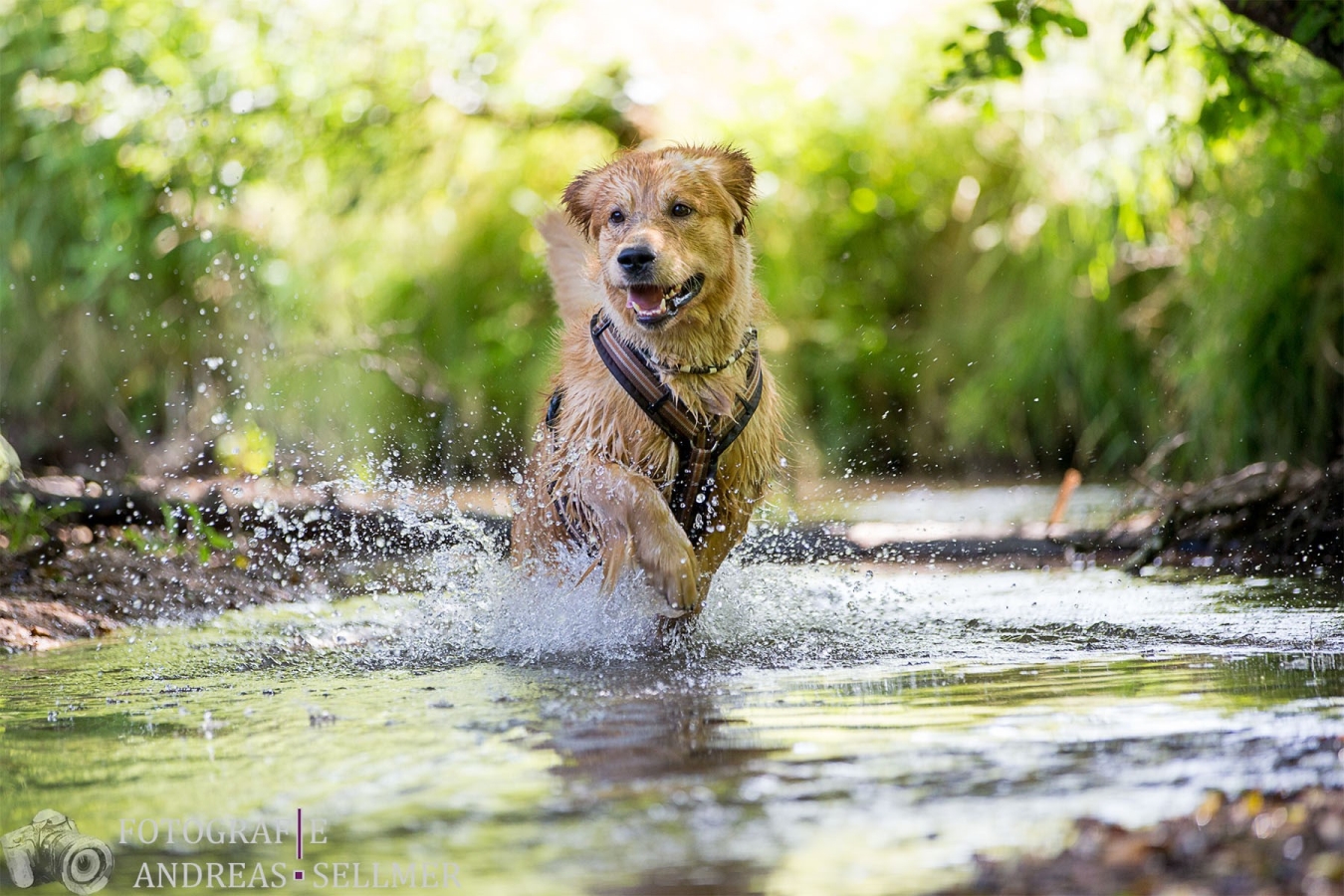 "Giglio" Melrose Flair Go with the Wind Golden Spirit