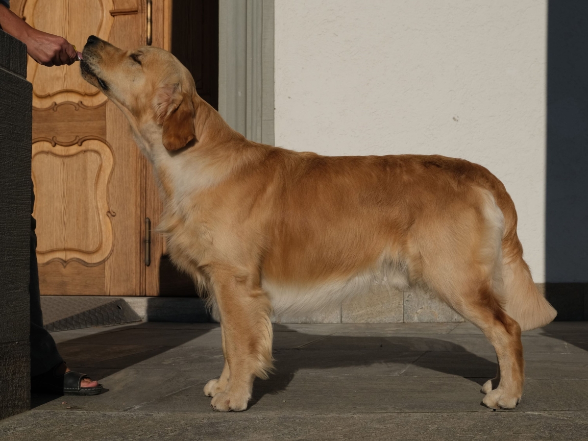 Shadow of dancing sunrays of everlasting goldendreams