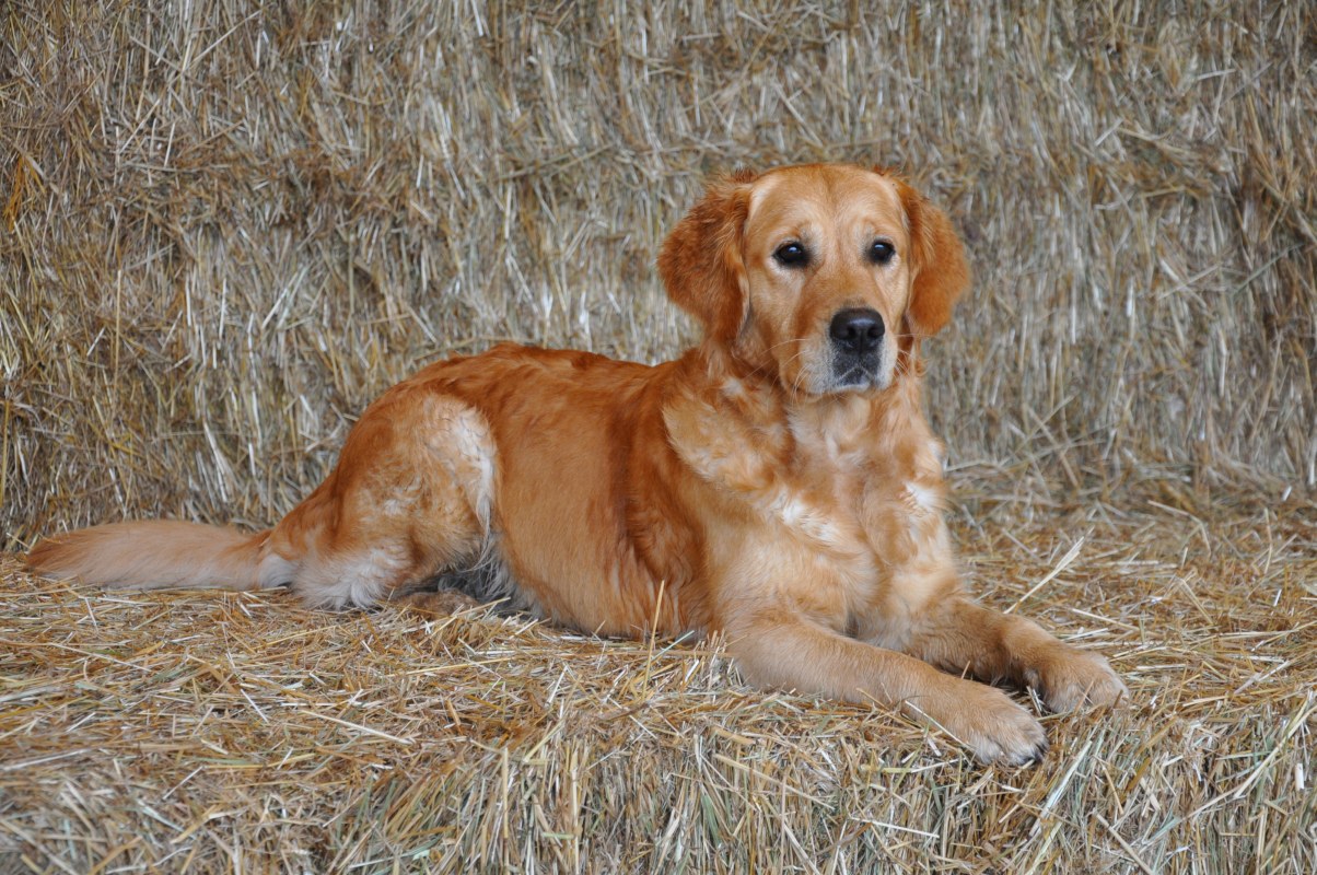 Csilla Golden Harmony vom Rebhügel