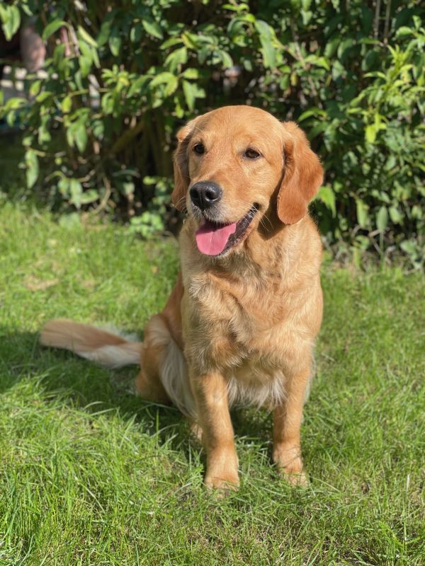 Dana Golden Harmony vom Rebhügel