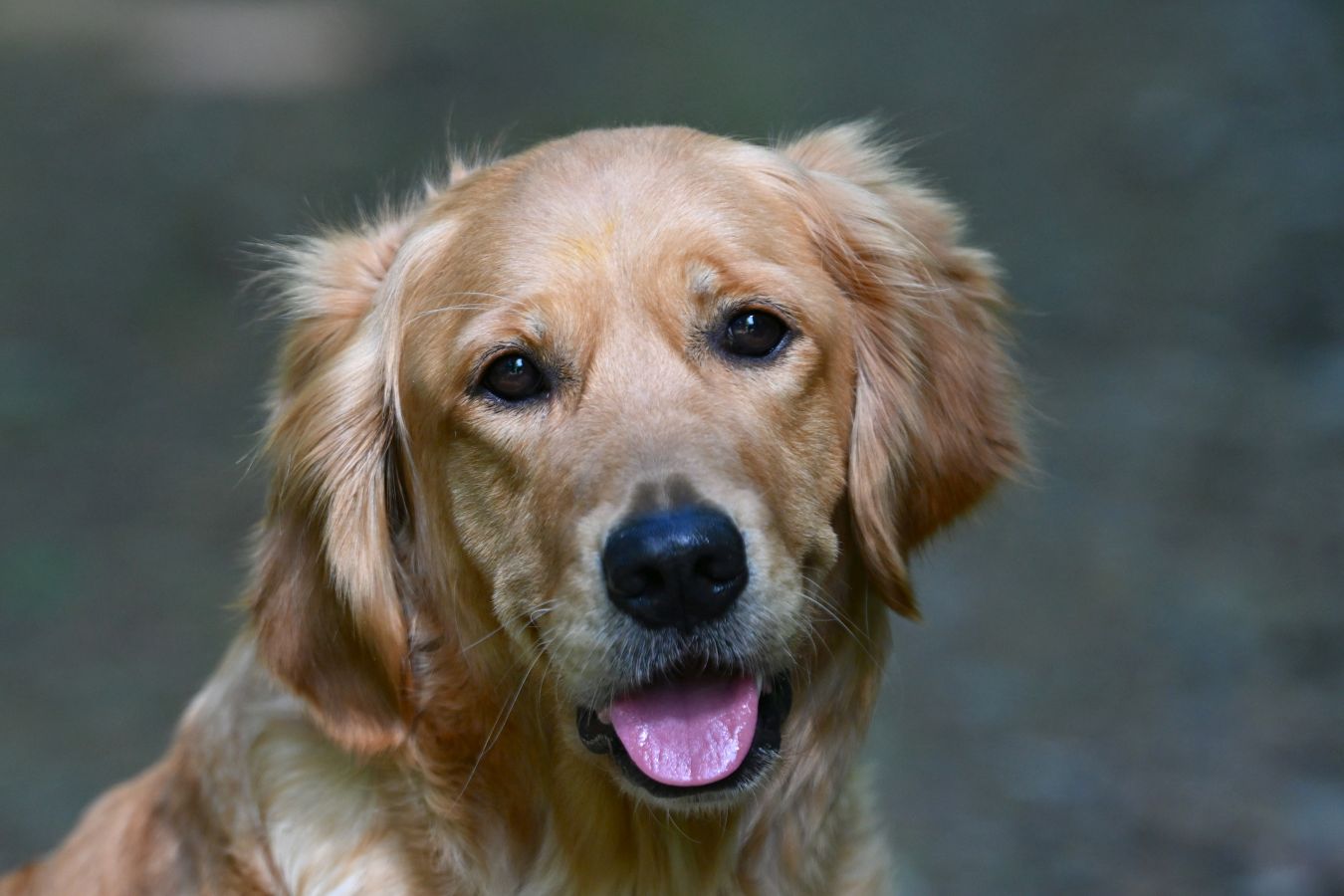 Lani Golden Harmony vom Rebhügel am 26. April 2026