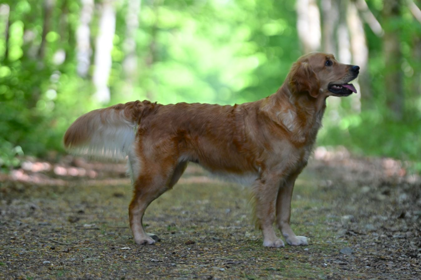 Lani Golden Harmony vom Rebhügel am 26. April 2026