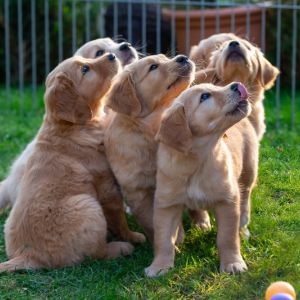 Kleine Meute am 29.09.2018