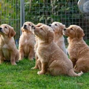 Kleine Meute am 29.09.2018