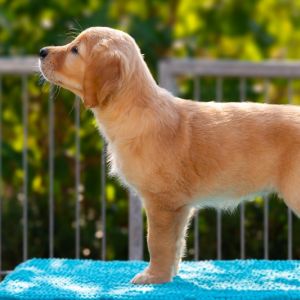 Fly (w, gelb) am 30.09.2018