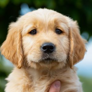 Welpe (m, braun) am 30.09.2018