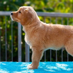 Welpe (m, gr&uuml;n) am 30.09.2018