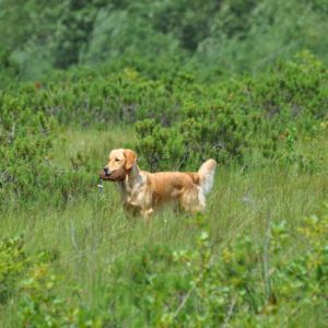 Fly am 01.08.2019 beim Dummytraining im Bregenzerwald