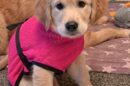 Welpe vom G-Wurf am 29.01.2020