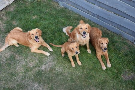 Marley, Hope, Fly und Aileen