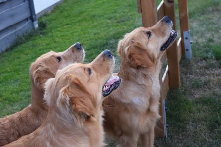 Marley, Aileen und Fly