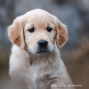 N-Wurf - Welpe Nava Miss Brown am 14.02.2024