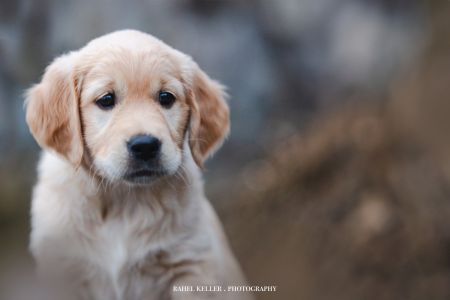 N-Wurf - Welpe Nava Miss Brown am 14.02.2024