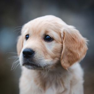 N-Wurf - Welpe Nava Miss Brown am 14.02.2024